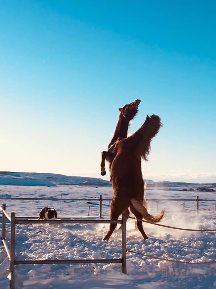 Skalinn Between Gullfoss And Geysir - Myrkholt Farm Haukadalur Exteriér fotografie